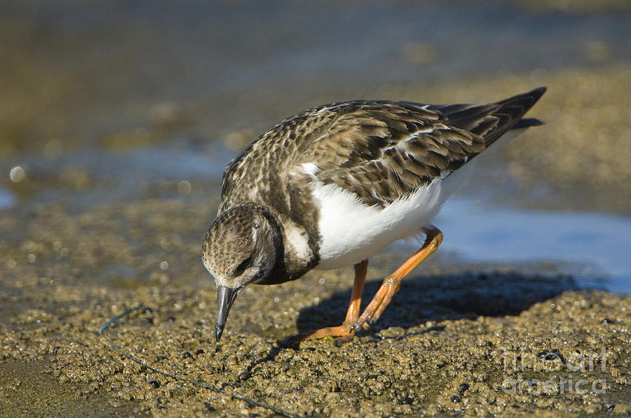 Ruddy Turnstone Photograph by John Shaw - Fine Art America