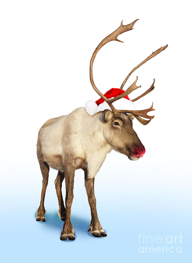 Nature Photograph - Rudolph red nose reindeer  #1 by Sylvie Bouchard