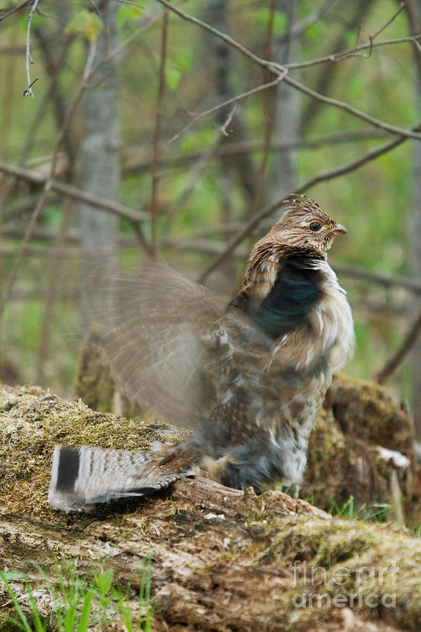 Ruffed Grouse Courtship Display #1 Photograph by Linda Freshwaters Arndt