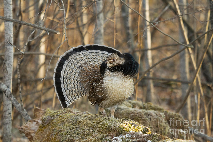 Feather Photograph - Ruffed Grouse Drumming #1 by Linda Freshwaters Arndt