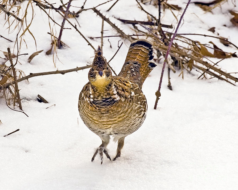 Ruffed Grouse Walking on Snow - Horizontal Photograph by Timothy Flanigan