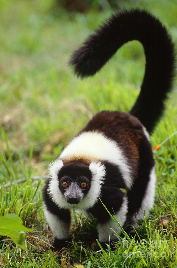 Ruffed Lemur, Madagascar #1 Photograph by Art Wolfe
