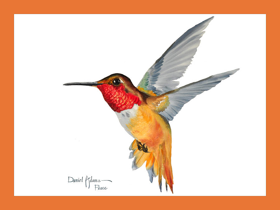  DA144 Rufous Hummingbird by Daniel Adams Painting by Daniel Adams