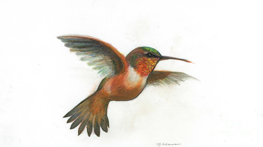 Rufous Hummingbird Drawing by Cheryl Emerson Adams