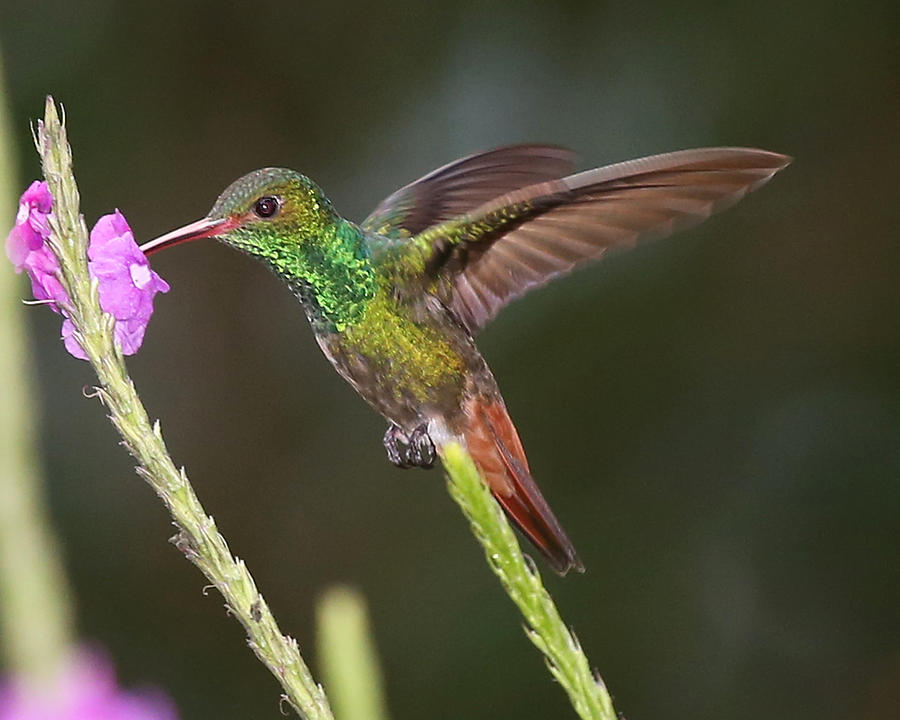 Rufous-tailed Hummingbird Photograph by Mike Dickie - Fine Art America