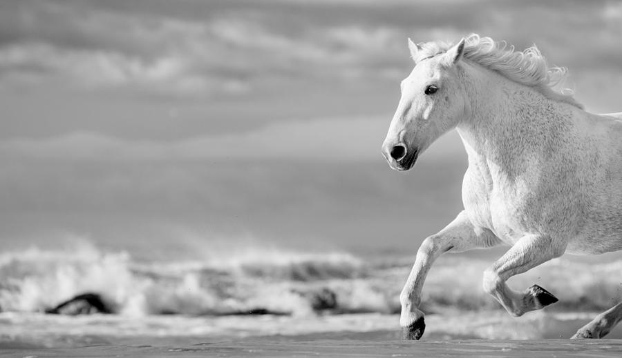 Horse Photograph - Run White Horses IV #1 by Tim Booth