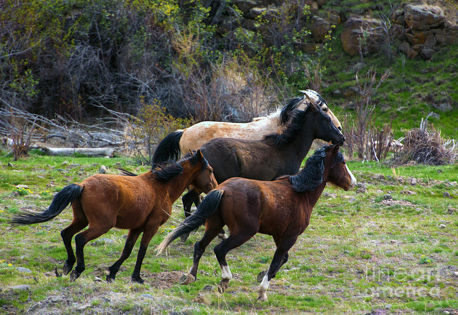 Horse Photograph - Running Free #1 by Michael Dawson