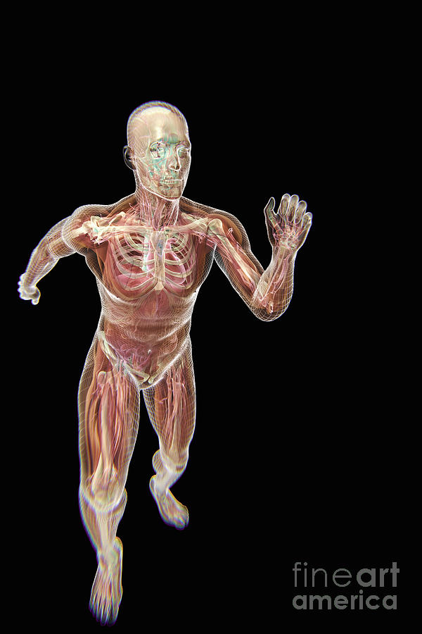 Biomedical Illustration Photograph - Running Male Figure #1 by Science Picture Co