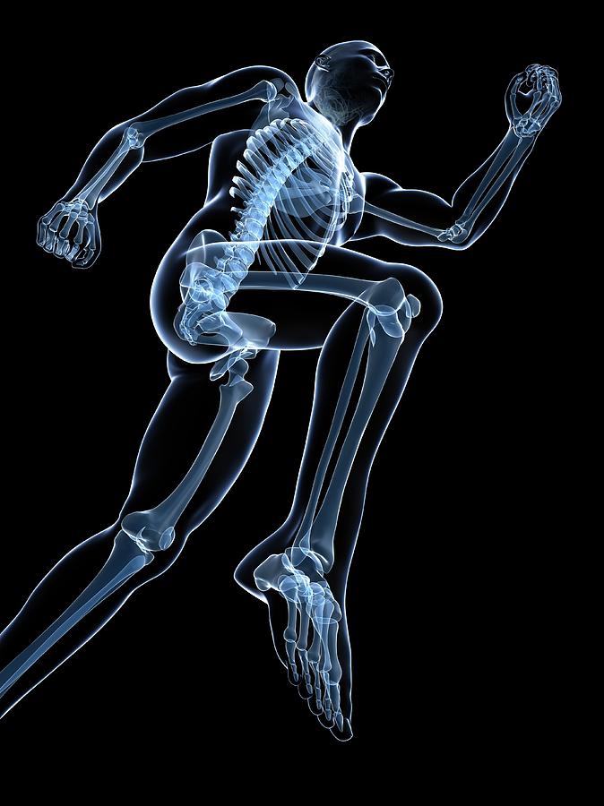 Running Skeleton #1 Photograph by Sciepro/science Photo Library - Pixels