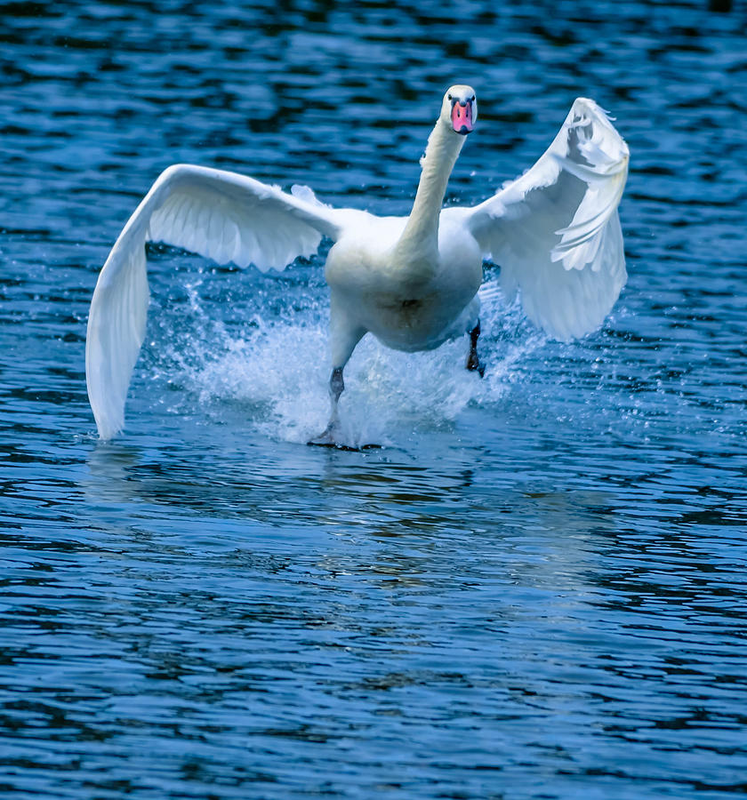 Running Swan Photograph by Brian Stevens - Fine Art America