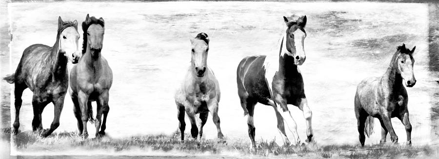 Running Wild Black and White Photograph by Athena Mckinzie - Fine Art ...