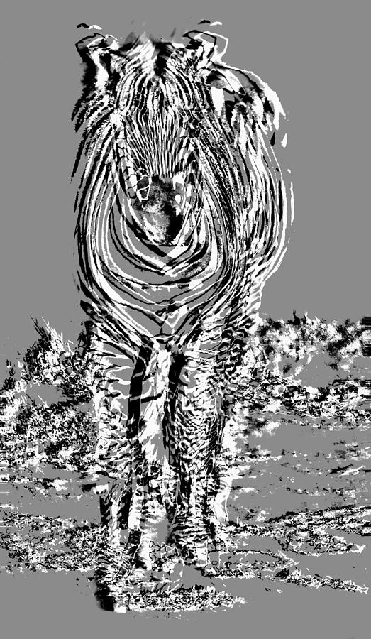 Zebra Photograph - Running with the wind #2 by Miroslava Jurcik