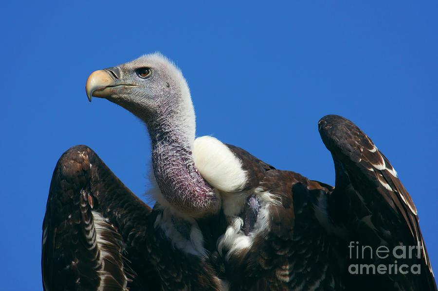 Ruppels Griffon Vulture #2 Photograph by Nick  Biemans