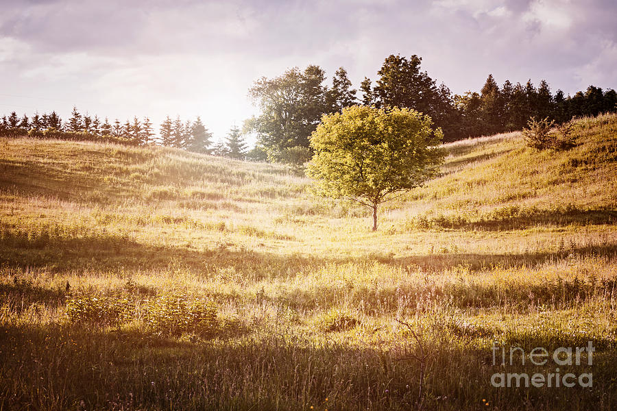 Rural landscape with single tree 1 Photograph by Elena Elisseeva