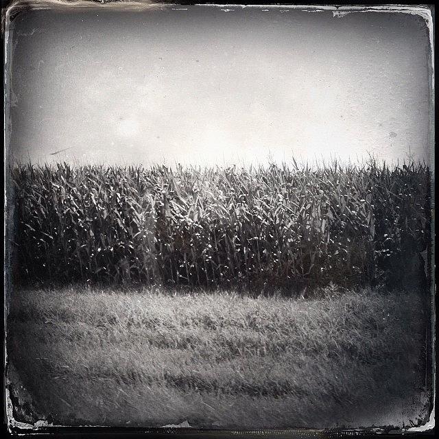 Hipstamatic Photograph - Rural Triptych #1 by Natasha Marco