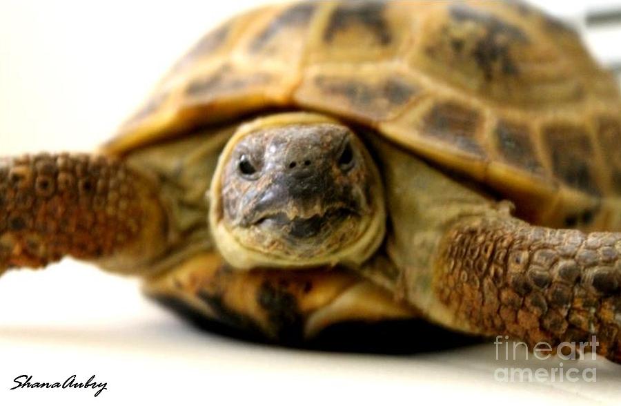 Russian Tortoise Photograph by Shana Aubry - Fine Art America