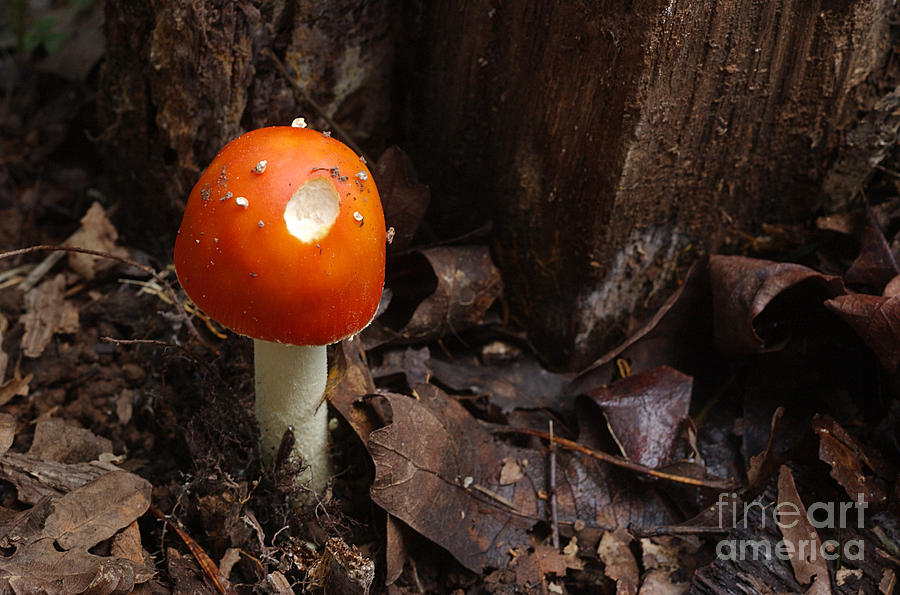 Russula Emetica Mushroom #1 Photograph by Susan Leavines
