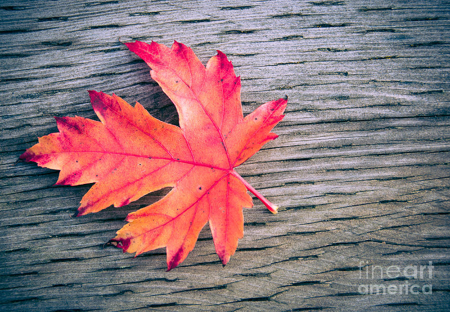 Rustic Autumn #1 Photograph by Cheryl Baxter