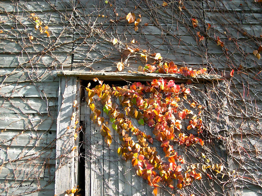 Rustic Door 2 #1 Photograph by The Art of Marsha Charlebois