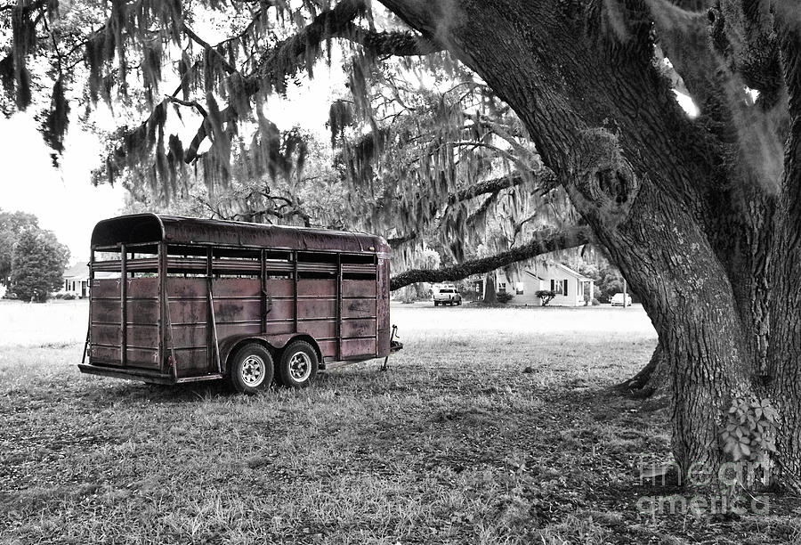 Black And White Photograph - Rusty Horse Trailer under the Live Oak #1 by Scott Hansen