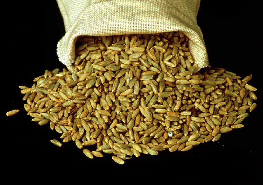 Rye Grains #1 Photograph by Science Photo Library Rye Grains #1 Photograph by Science Photo Library
