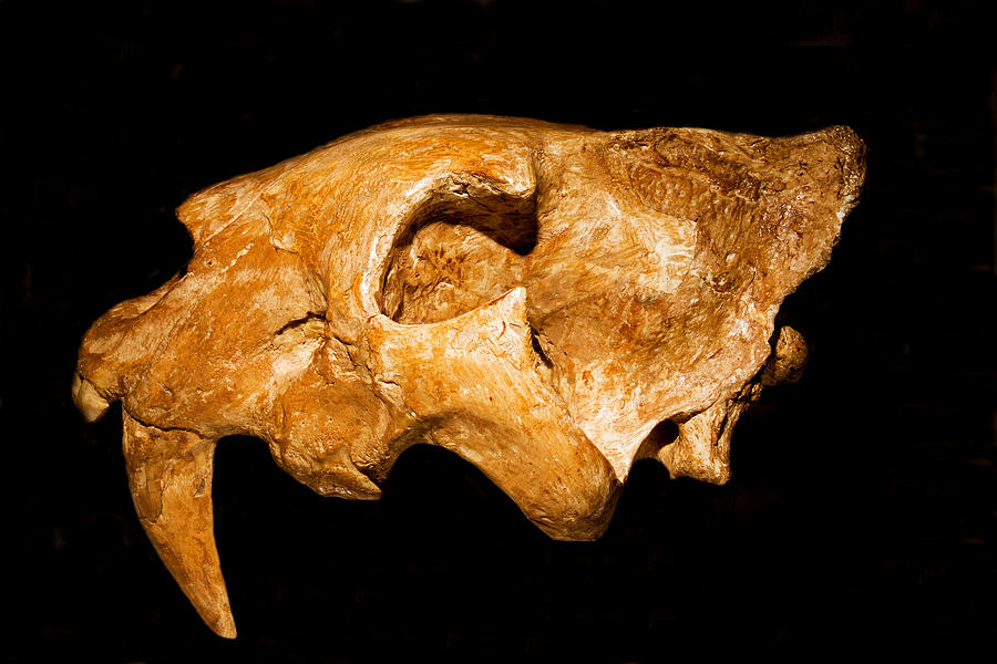 Saber Tooth Cat Skull #1 Photograph by Millard H. Sharp