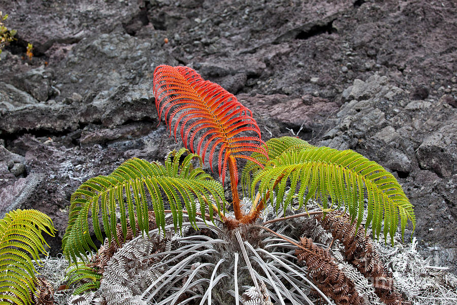 Sadleria Fern, Hawaii #1 Photograph by Greg Dimijian