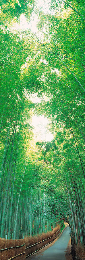 Color Image Photograph - Sagano Kyoto Japan #1 by Panoramic Images