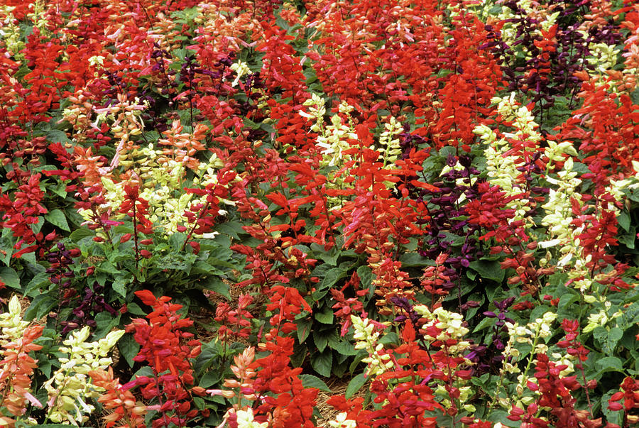 Sage Flowers (salvia 'series Red Vista') Photograph by Sally Mccrae ...