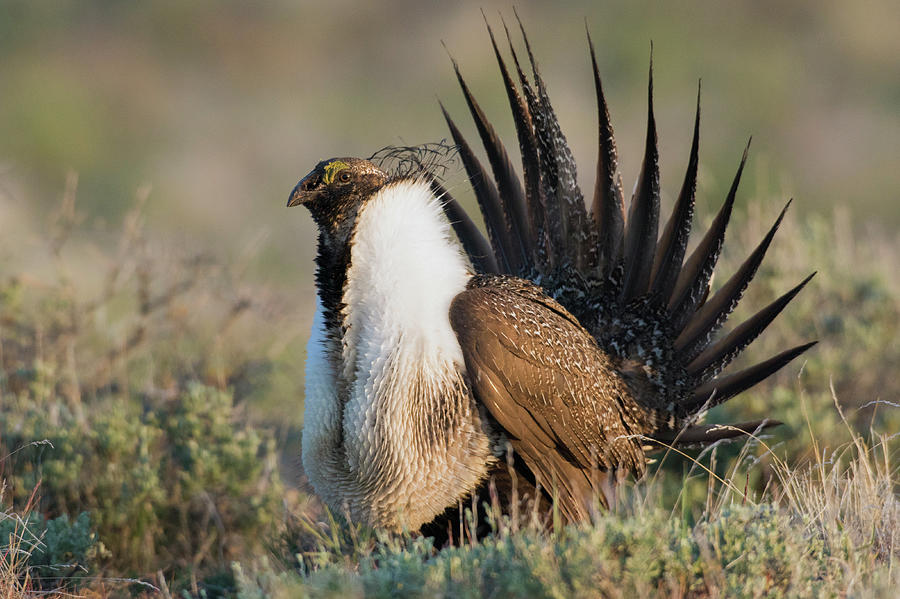 sage grouse