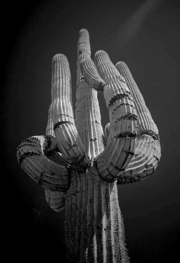 Saguaro 11 #1 Photograph by Jim Painter