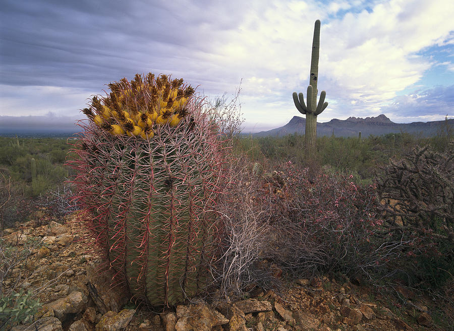 Saguaro And Giant Barrel Cactus #1 Photograph by Tim Fitzharris