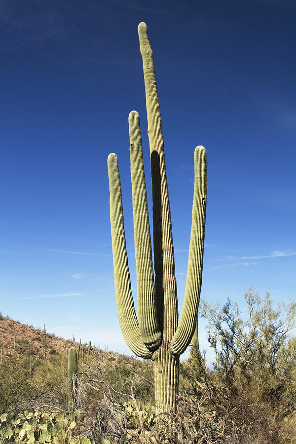 Saguaro Cacti #1 Photograph by Greg Ochocki