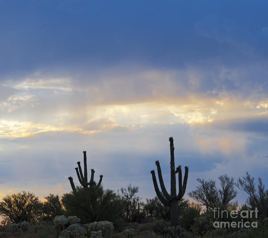 Saguaro Cacti #1 Photograph by John Shaw