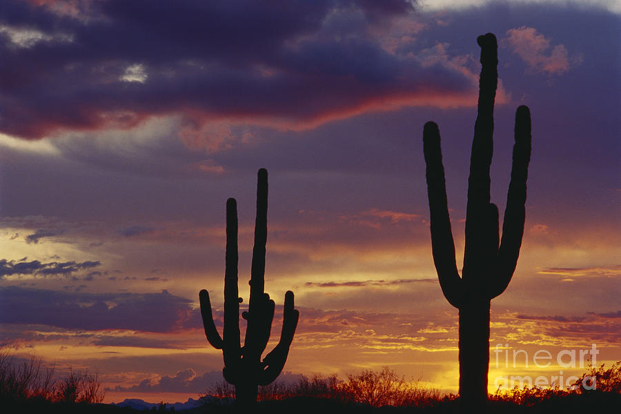 Saguaro Cactus At Dusk #1 Photograph by Jim Corwin