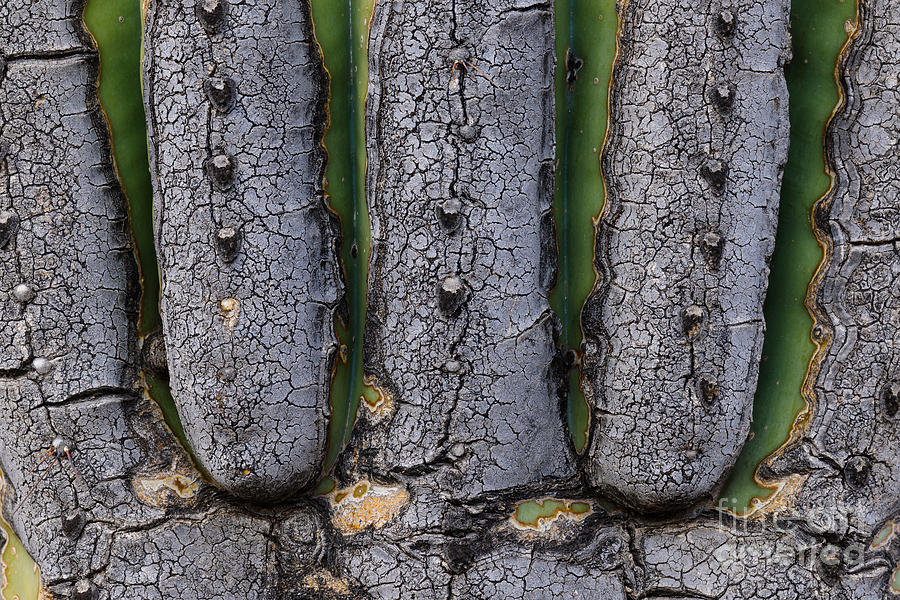 Saguaro Cactus Close-up #1 Photograph by John Shaw