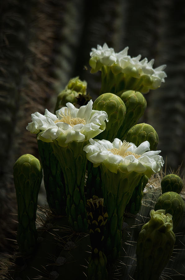 Saguaro Cactus #1 Photograph by Saija Lehtonen