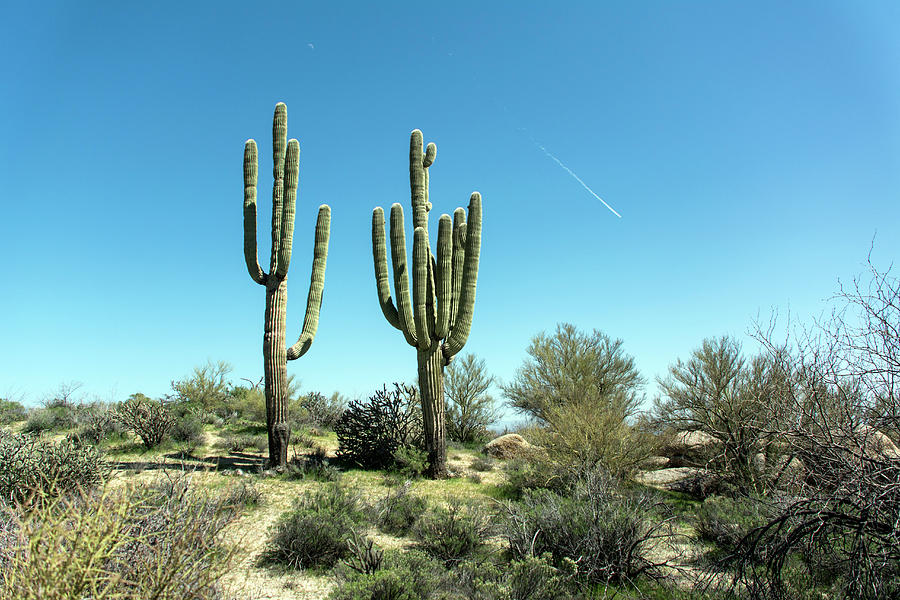Saguaro Cactus #1 Photograph by Shan Shui