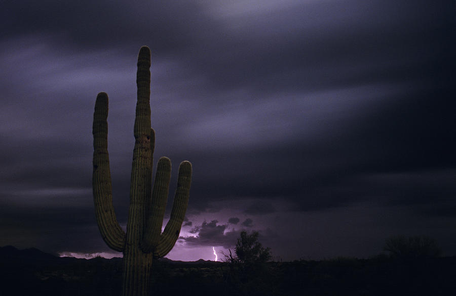 Saguaro cactus sunset at dusk with lightning Arizona State USA #1 Photograph by Jim Corwin