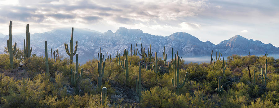 Nature Photograph - Saguaro Cactus With Mountain Range #1 by Panoramic Images