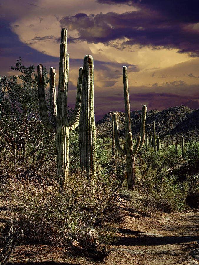 Saguaro Cactuses in Saguaro National Park #2 Photograph by Randall Nyhof