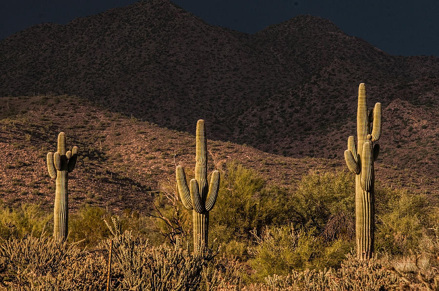 Saguaro Sentinels #1 Photograph by Tam Ryan