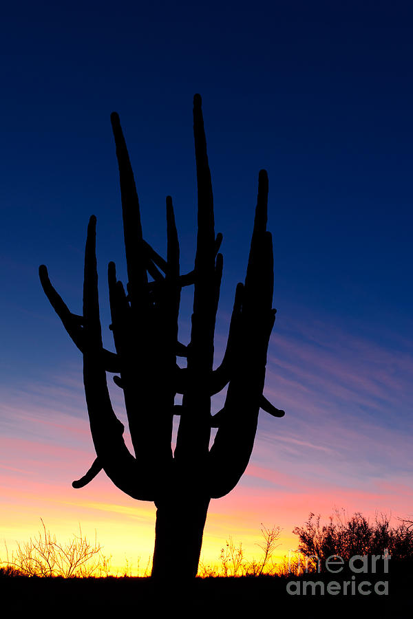 Saguaro Silhouette #1 Photograph by John Shaw