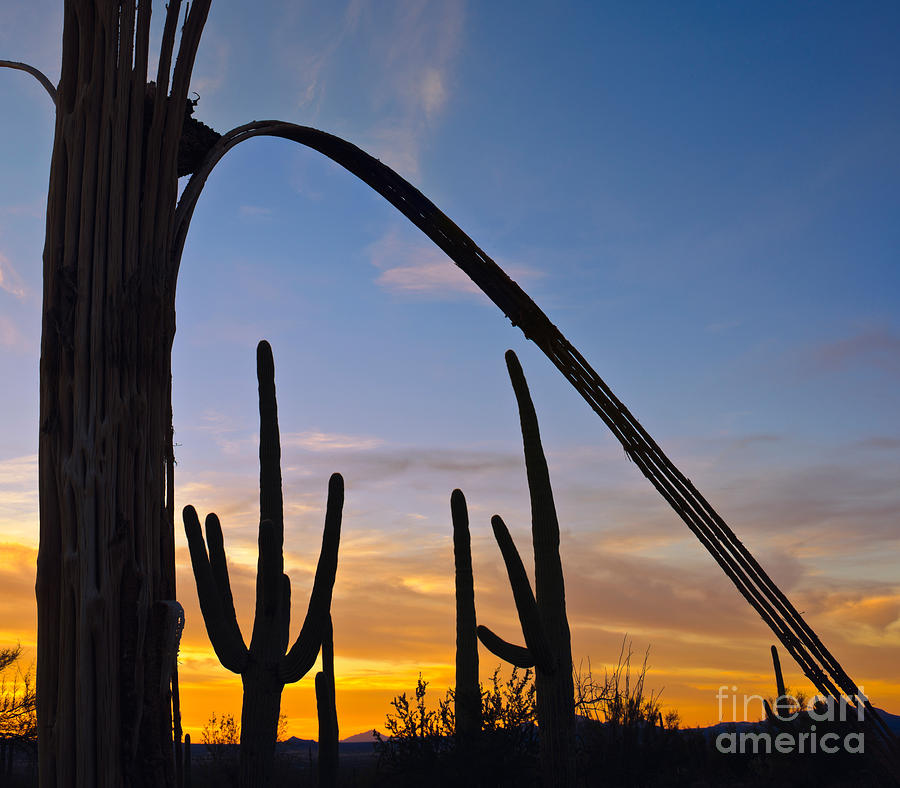 Saguaro Silhouettes #1 Photograph by John Shaw
