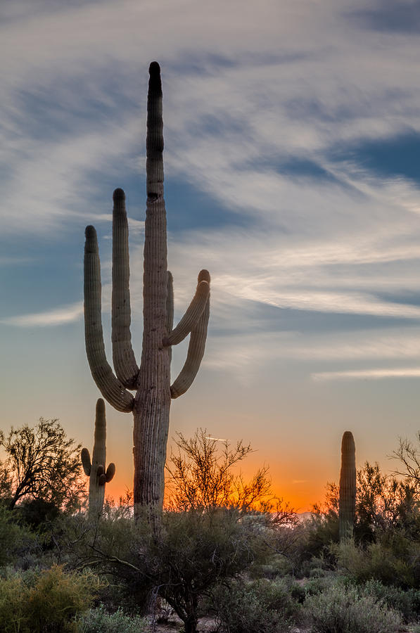 Saguaro Sunset #1 Photograph by Ben Adkison - Pixels