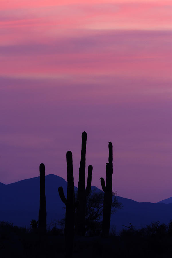 Saguaro Sunset #1 Photograph by Bryan Bzdula