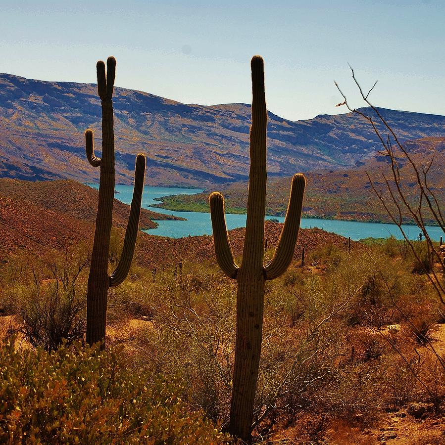Saguaros In Arizona Photograph