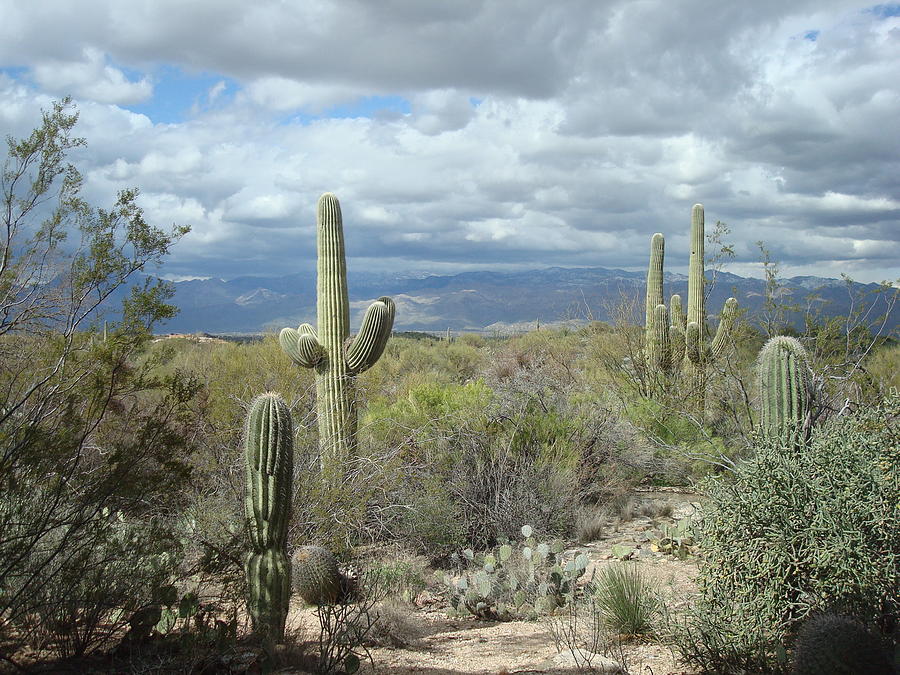 Saguaros #1 Photograph by Susan Woodward