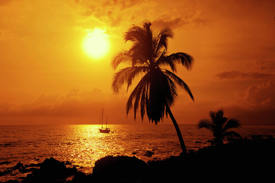 Sailboat And Palm Tree At Sunset #1 Photograph by Ron Dahlquist