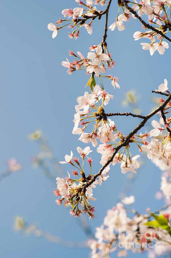 Sakura Cherry Blossom In Wuhan Photograph